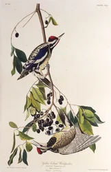 Keltavatsainen meteli. Elokuvasta The Birds of America, 1827-1838.