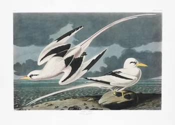 Trooppinen lintu teoksesta *Birds of America* (1827)