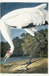 Kurkkukurkku, aikuinen mies, 1834