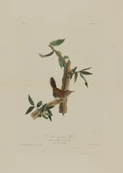 Bewickin pitkäpyrstöpeukaloinen, teoksesta Birds of America, kaivertanut Robert Havell (1793-1878)