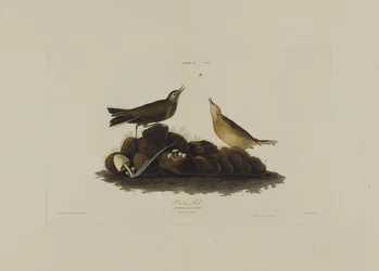 Brown Lark, Birds of Americasta, kaiverrus Robert Havell (1793-1878)