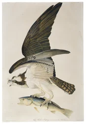 Fish Hawk or Osprey, litografia Julius Bien (1826-1909), 1860