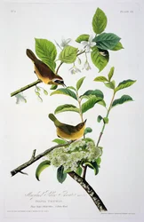 Maryland Yellow Throat, Birds of Americasta, kaiverrus Robert Havell (1793-1878)