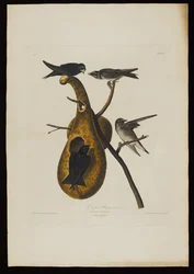 Purple Martin, Birds of Americasta, kaiverrus Robert Havell (1793-1878)