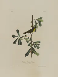 Roscoes Yellow Throat, Birds of Americasta, kaiverrus Robert Havell (1793-1878)