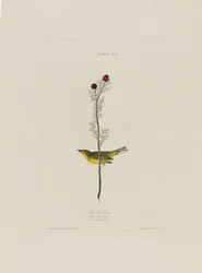 Selbys Fly Catcher, Birds of Americasta, kaiverrus Robert Havell (1793-1878)