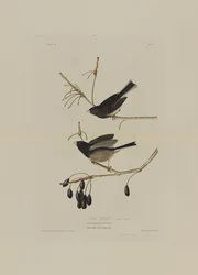 Snow Bird, Birds of Americasta, kaiverrus Robert Havell (1793-1878)