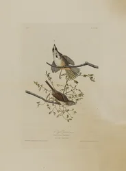 Song Sparrow, Birds of Americasta, kaiverrus Robert Havell (1793-1878)