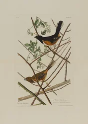 Towhe Bunting, Birds of Americasta, kaiverrus Robert Havell (1793-1878)