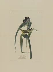 Vigers Vireo, Birds of Americasta, kaiverrus Robert Havell (1793-1878)