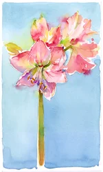 Amaryllis vesitaustalla, 2015, (akvarelli)