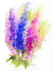 Delphinium, 2016, (akvarelli)