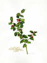 Holly botanical, 2013, (akvarelli)
