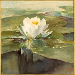 Vesililja auringonvalossa