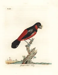 Mustapunainen leveänokka, Cymbirhynchus macrorhynchos (isonokkatodi, Todus nasutus). John Lathamin käsin väritetty kuparilaatta, jonka hän piirsi ja kaiversi omaan teokseensa A General History of Birds, Winchester