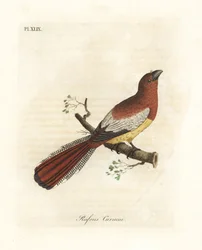 Mustakurkkutrogoni, Trogon rufus, naaras (punaruskea curucui, Trogon rufus). Kopioitu Martinet