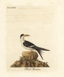 Mustasaksinokka, Rynchops niger (Rhynchops nigra). John Lathamin omaan teokseensa A General History of Birds piirtämä ja kaivertama käsin väritetty kuparikaiverrus, Winchester