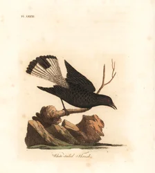 Mustatasku, Oenanthe leucura (valkopyrstörastas, Turdus leucurus). John Lathamin omaan A General History of Birds -teokseensa piirtämä ja kaivertama, käsin väritetty kuparikaiverrus, Winchester