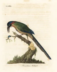 Sinikruunuinen motmotti, Momotus momota (Brasilian motmot, Momotus brasiliensis). John Lathamin piirtämä ja kaiverrettu käsinvärinen kuparilevy omasta lintujen yleishistoriasta, Winchester