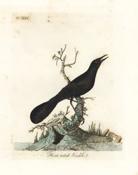 Veneenpyrstöinen ruskeli, Quiscalus major (veneenpyrstömaina, Gracula barita). John Lathamin omaan A General History of Birds -teokseensa piirtämä ja kaivertama käsin väritetty kuparilaatta, Winchester