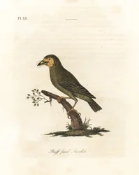 Ruskeapäinen barbet, Megalaima zeylanica? (Buff-faced barbet, Bucco lathami). Brittiläisessä museossa olevasta näytteestä, joka on merkitty Megalaima lathamiksi. John Lathamin piirtämä ja kaiverrettu käsinvärinen kuparilevy omasta lintujen yleishistoriasta