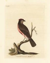 Harvinainen punasimpukka, Carduelis flammea (Crimson-crown peippo, Fringilla flammea). John Lathamin piirtämä ja kaiverrettu käsinvärinen kuparilevy omasta lintujen yleishistoriasta, Winchester