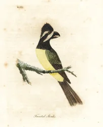 Harjakirkko, Falcunculus frontatus (etukilpi, Lanius frontatus). John Lathamin piirtämä ja kaiverrettu käsinvärinen kuparilevy omasta lintujen yleishistoriasta, Winchester