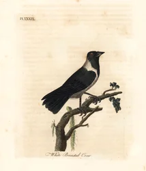 Dauriankakka, Corvus dauuricus (Valkorintavaris, Corvus dauricus). John Lathamin piirtämä ja kaiverrettu käsinvärinen kuparilevy omasta lintujen yleishistoriasta, Winchester
