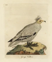 Egyptiläinen korppikotka, Neophron percnopterus ginginianus.1824 (kaiverrus)