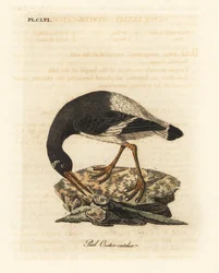 Euraasian tai jalka osterisippo, Haematopus ostralegus. John Lathamin piirtämä ja kaiverrettu käsinvärinen kuparilevy omasta lintujen yleishistoriasta, Winchester