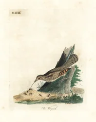 Euraasian kaula, Jynx torquilla (Junx torquilla). John Lathamin piirtämä ja kaiverrettu käsinvärinen kuparilevy omasta lintujen yleishistoriasta, Winchester