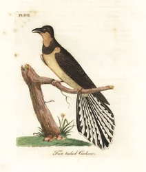 Viuhkapyrstökäki, Cacomantis flabelliformis (viuhkamaisen pyrstön omaava käki, Cuculus flabelliformis). John Lathamin omaan A General History of Birds -teokseensa piirtämä ja kaivertama käsin väritetty kuparilaatta, Winchester