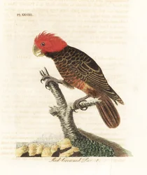 Kypäräkakadu, Callocephalon fimbriatum (punapääpapukaija, Psittacus galeatus). John Lathamin käsin väritetty kuparilaatta, jonka hän piirsi ja kaiversi omaan teokseensa A General History of Birds, Winchester