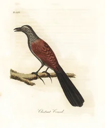 Suuri coucal tai varis fasaani, Centropus sinensis (Chestnut coucal). John Lathamin piirtämä ja kaiverrettu käsinvärinen kuparilevy omasta lintujen yleishistoriasta, Winchester