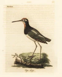 Paint-snipe, Rostratula benghalensis (Cape snipe, Scolopax capensis). John Lathamin piirtämä ja kaiverrettu käsinvärinen kuparilevy omasta lintujen yleishistoriasta, Winchester