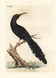 Vihreä puinen hoopoe, Phoeniculus purpureus (punanokkainen promeroppi, Upupa erythrorynchos). John Lathamin piirtämä ja kaiverrettu käsinvärinen kuparilevy omasta lintujen yleishistoriasta, Winchester