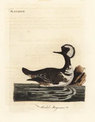 Hupukärki, Lophodytes cucullatus (Mergus cucullatus). John Lathamin piirtämä ja kaiverrettu käsinvärinen kuparilevy omasta lintujen yleishistoriasta, Winchester