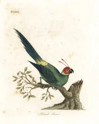 Sarvinen papukaija, Eunymphicus cornutus. Haavoittuva (sarvinen papukaija, Psittacus bisetis.) John Lathamin piirtämä ja kaivertama käsinvärinen kuparilevy omasta lintujen yleishistoriasta, Winchester