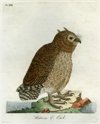 Hutum Pöllö, 1821 (käsinvärinen kaiverrus)