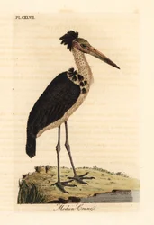 Pieni adjutantti, Leptoptilos javanicus. Haavoittuvainen. (Modun-kallo.) John Lathamin piirtämä ja kaivertama käsinvärinen kuparilevy omasta lintujen yleishistoriasta, Winchester