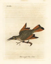 Pikku mehiläissyöjä, Merops pusillus (Punasiipinen mehiläissyöjä, Merops erythropterus). Afrikka. John Lathamin piirtämä ja kaiverrettu käsinvärinen kuparilevy omasta lintujen yleishistoriasta, Winchester