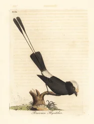 Pitkäpyrstötyranni, Colonia colonus (perulainen sieppo, Le Colon). John Lathamin omaan A General History of Birds -teokseensa piirtämä ja kaivertama, käsin väritetty kuparikaiverrus, Winchester