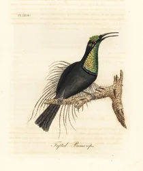 Upea kiväärilintu, Ptiloris magnificus (tufted promerops). Piirretty Bullockin museossa olevasta näytteestä. John Lathamin piirtämä ja kaiverrettu käsinvärinen kuparilevy omasta lintujen yleishistoriasta, Winchester