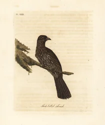 Uuden-Seelannin eteläsaaren piopio, Turnagra capensis. Sukupuuttoon kuollut. (Paksunokkarastas, Turdus crassirostris.) John Lathamin piirtämä ja kaiverrettu käsinvärinen kuparilevy omasta kirjastaan A General History of Birds, Winchester