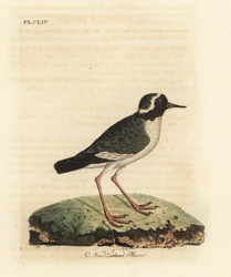 Uuden-Seelannin kokka, Charadrius obscure (Charadrius novae Zealandiae). Uhanalainen. John Lathamin piirtämä ja kaiverrettu käsinvärinen kuparilevy omasta lintujen yleishistoriasta, Winchester