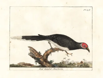Punakasvoinen malkoha, Phaenicophaeus pyrrhocephalus. Haavoittuvainen. (Punapäinen malkoha, Cuculus pyrrhocephalus.) John Lathamin piirtämä ja kaivertama käsinvärinen kuparilevy omasta lintujen yleishistoriasta, Winchester