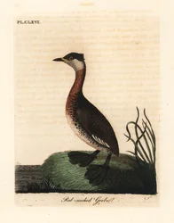 Punakaulavire, Podiceps grisegena (Podiceps rubricollis). John Lathamin piirtämä ja kaiverrettu käsinvärinen kuparilevy omasta lintujen yleishistoriasta, Winchester