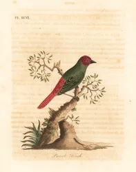 Punakurkkupeippo, Eritrea psittacea (Parrot peippo, Fringilla psittacea). John Lathamin piirtämä ja kaiverrettu käsinvärinen kuparilevy omasta lintujen yleishistoriasta, Winchester