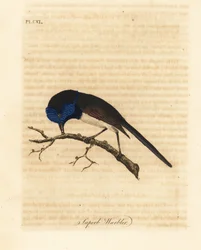 Punasiipinen keijuurheilija, Malurus elegans (Upea koura, Sylvia cyanea). John Lathamin piirtämä ja kaiverrettu käsinvärinen kuparilevy omasta lintujen yleishistoriasta, Winchester