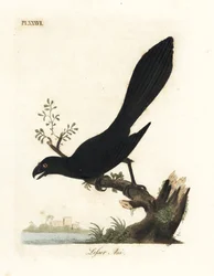 Smooth-billed ani tai pienempi ani, Crotophaga ani. John Lathamin piirtämä ja kaiverrettu käsinvärinen kuparilevy omasta lintujen yleishistoriasta, Winchester